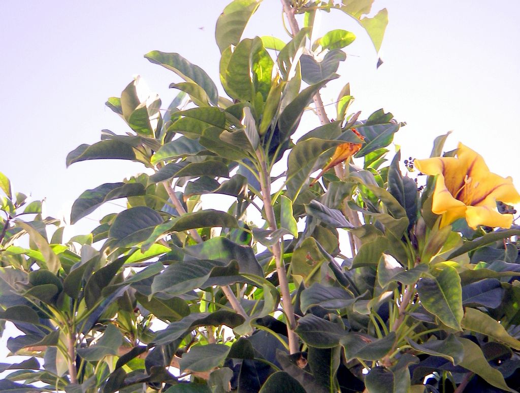 da determinare solandra